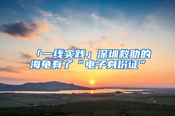 「一线实践」深圳救助的海龟有了“电子身份证”